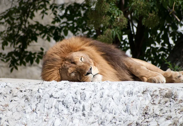 Ενήλικο λιοντάρι — Φωτογραφία Αρχείου