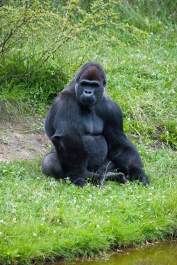 Bayan Gümüş goril