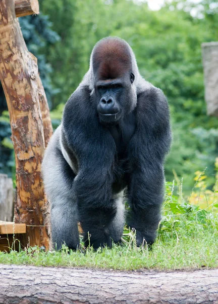 Männlicher Silbergorilla — Stockfoto