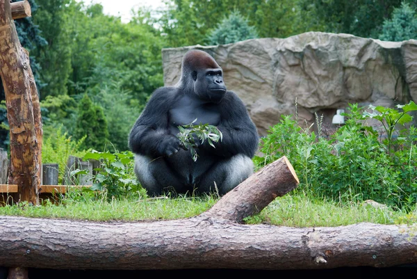 Gorilla with a sprig — Stock Photo, Image