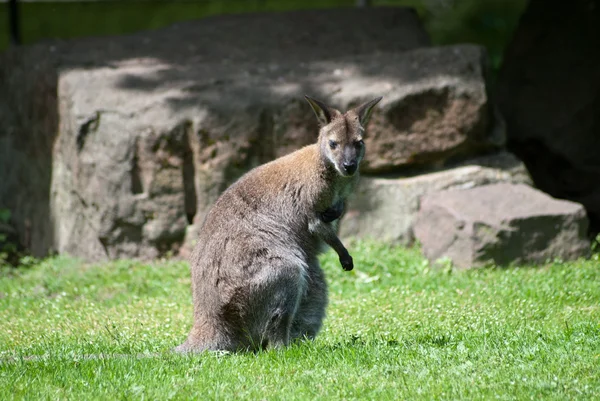 Genç kanguru — Stok fotoğraf