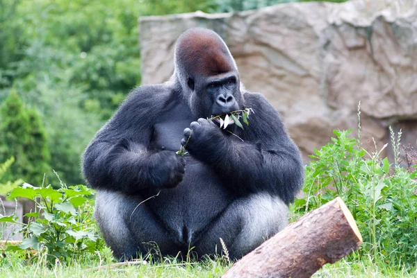 Gorilla eet een branch Stockafbeelding