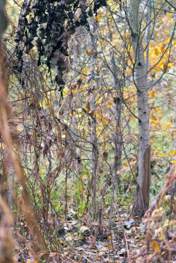 Arka plan sonbahar orman