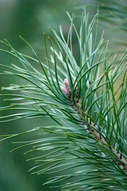 köknar ağacı dalı ile