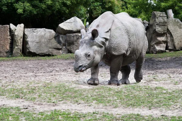 Nashorn geht — Stockfoto