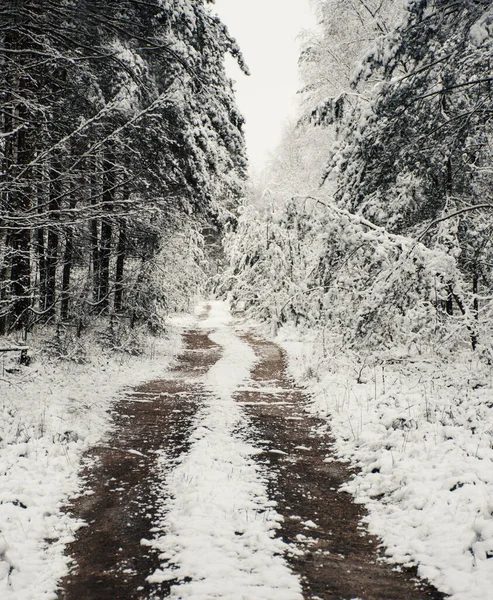 Paisaje Invernal Camino Través Del Bosque Nevado Invierno — Foto de Stock
