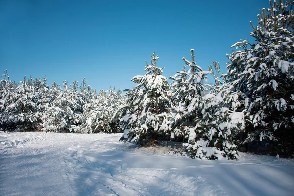 Winter Snowy Forest Clear Sunny Day Blue Sky — Zdjęcie stockowe