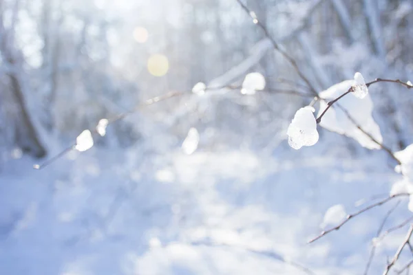 Soft Sunlight Bokeh Snow Background — Foto de Stock