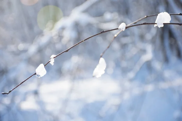Snow Branches Close Soft Sunlight Bokeh Snow Background — Foto de Stock
