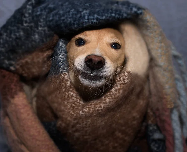 Red Dog Warming Wrapped Warm Blanket Autumn Winter — Fotografia de Stock