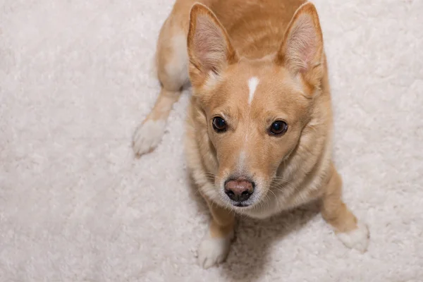 Cute Ginger Puppy Sitting Looking You Stockfoto