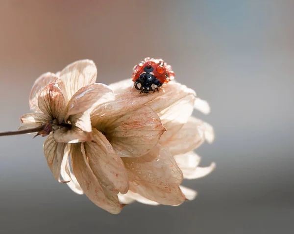 Çiçeğe çiy damlaları düşmüş bir uğur böceğinin yakın çekimi. makro doğa