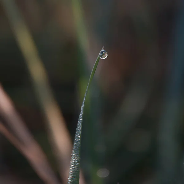 Raindrops Grass Soft Focus — Foto Stock