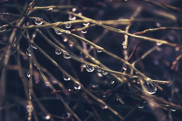 Raindrops Grass Soft Focus — Stock Photo, Image