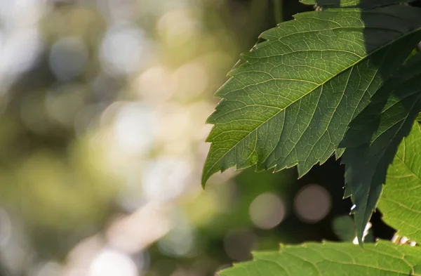 Sunny Spring Background Green Leaf Empty Place Text Soft Focus Stockbild