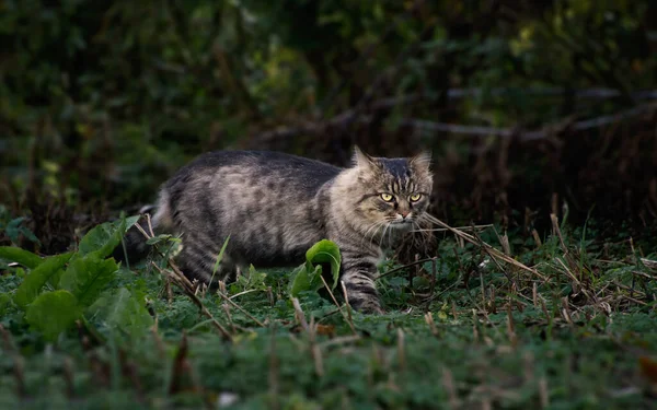 Street Wild Cat Lives Freely Hunts Nature Stockbild