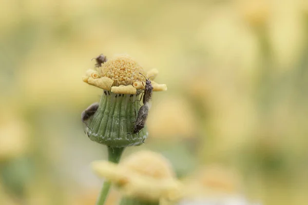 Besouros Praga Comem Uma Flor Selvagem Amarela Prado Dia Verão Imagens De Bancos De Imagens