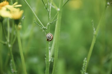 Küçük bir salyangoz, yaz günü çayırda yeşil çimlerde uyur.