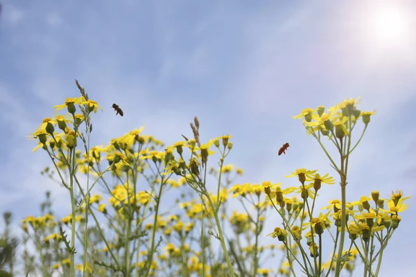 Dzikie Kwiaty Żółte Stokrotki Latającymi Pszczołami Słoneczny Dzień Obrazek Stockowy