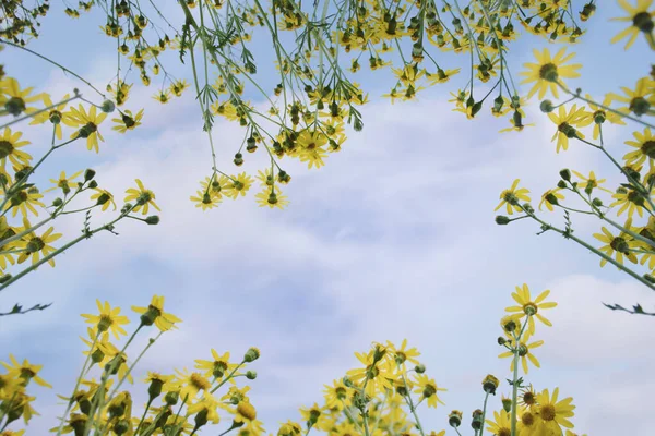 Beaucoup Fleurs Jaunes Souci Contre Ciel Bleu Vue Bas Vers Photo De Stock