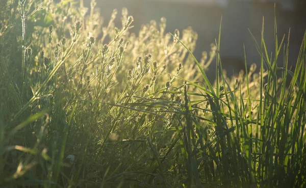 自然の背景として太陽の牧草地にある緑の草は — ストック写真
