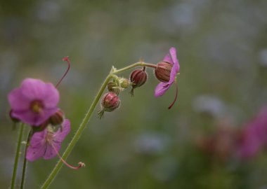 Yeşil arka planda genç mor çiçek tomurcuğu