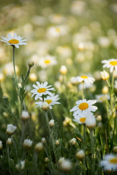 Paysage Tout Champ Marguerites Par Une Journée Ensoleillée Été Photos De Stock Libres De Droits