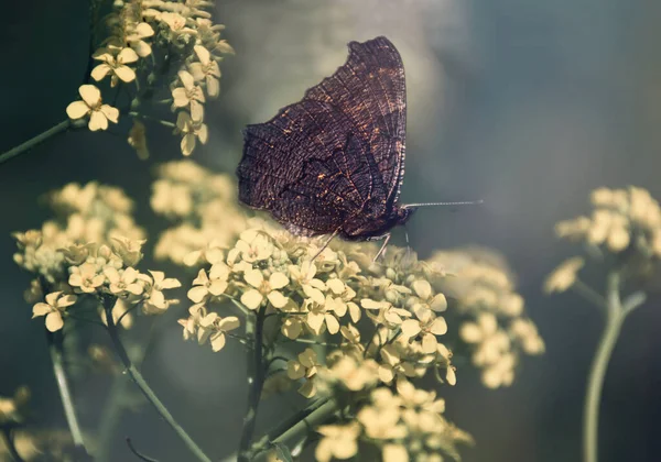 Papillon Noir Sur Une Fleur Dans Une Prairie Dans Jardin — Photo