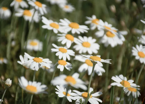 Landschaft Eines Ganzen Margeritenfeldes Einem Sonnigen Sommertag Stockbild