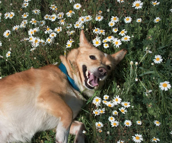 Mutlu Kırmızı Köpek Çimenlerde Debelenir Bir Bahar Günü Doğada Papatyalar - Stok İmaj