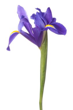 Mavi iris veya blueflag çiçek