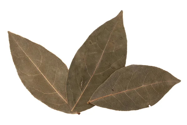 芳香族の月桂樹の葉 — ストック写真