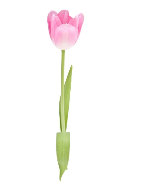 Flor de tulipa rosa — Fotografia de Stock