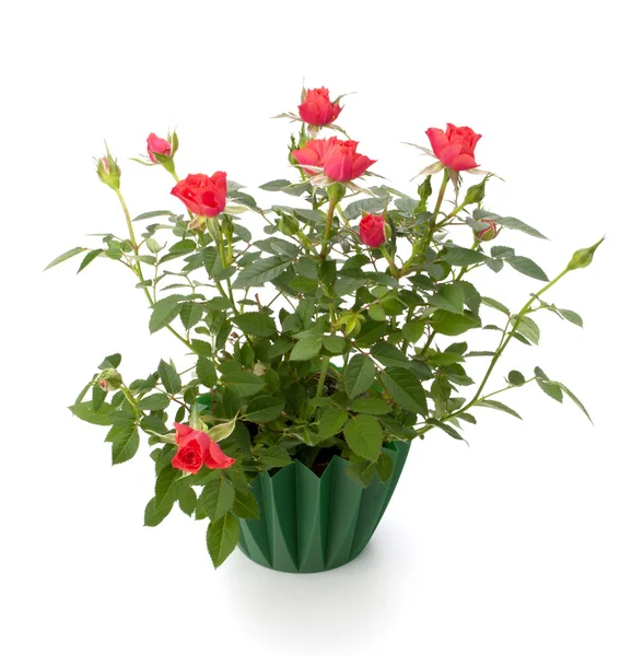 Beautiful rose in flowerpot — Stock Photo, Image