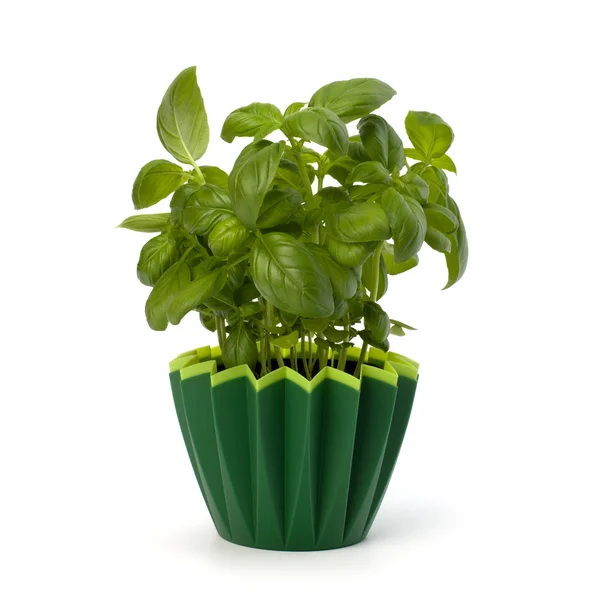 Sweet basil leaves — Stock Photo, Image