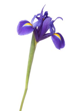 Mavi iris veya blueflag çiçek