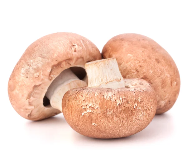 Kahverengi champignon mantar — Stok fotoğraf
