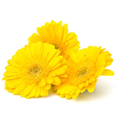 güzel papatya gerbera çiçekleri
