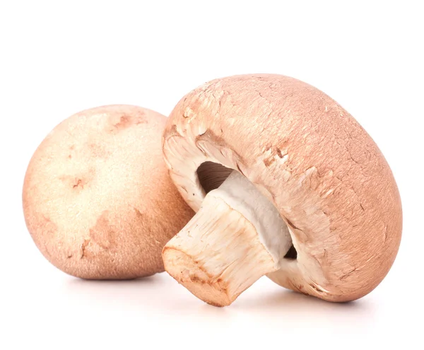 Kahverengi champignon mantar — Stok fotoğraf