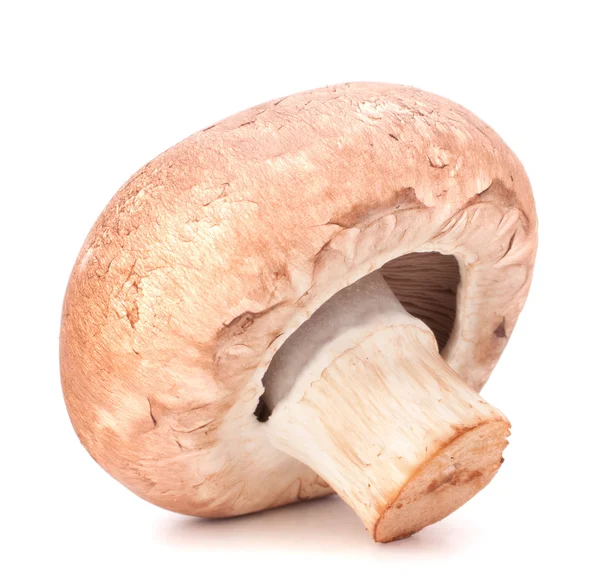 Biały brązowy grzyb — Zdjęcie stockowe