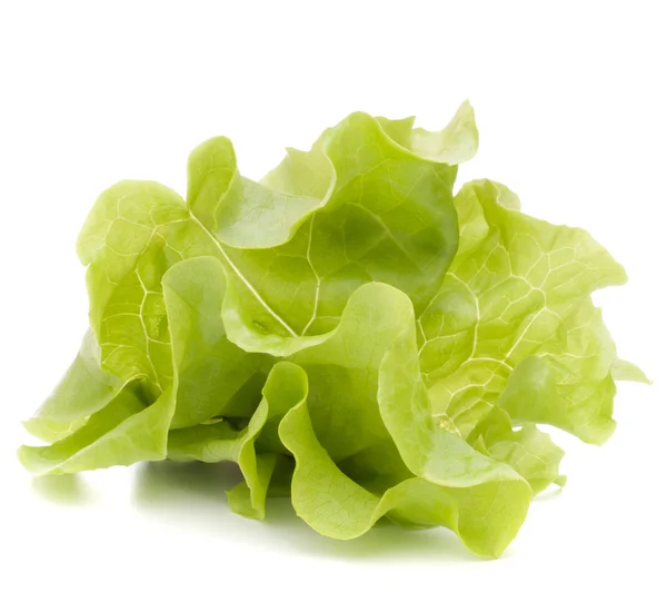 Fresh lettuce salad leaves bunch — Stock Photo, Image