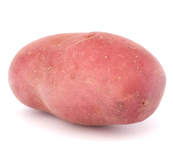 Neue Kartoffelknolle — Stockfoto