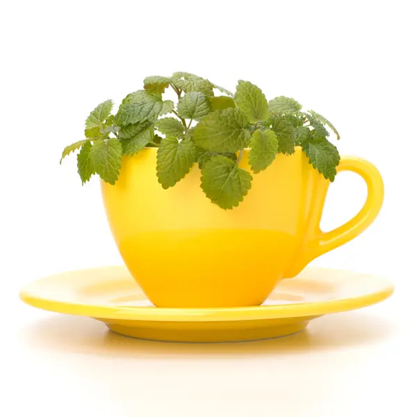Chávena de chá de hortelã — Fotografia de Stock