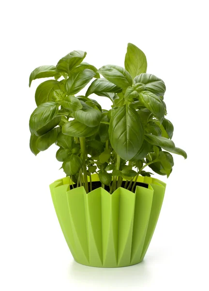 Sweet basil leaves — Stock Photo, Image