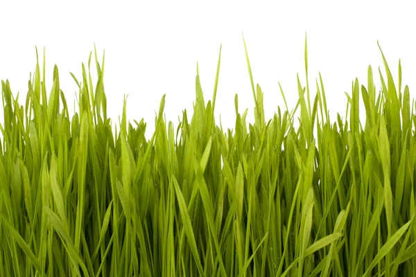 Grass silhouette — Stock Photo, Image