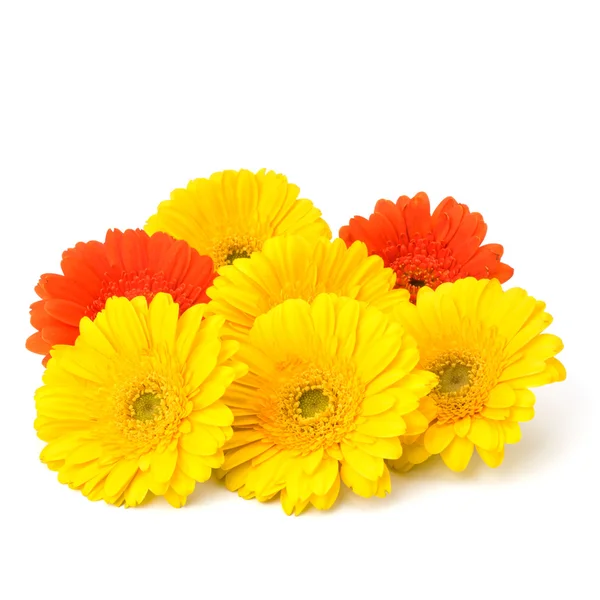 Schöne Gänseblümchen-Gerbera-Blüten — Stockfoto