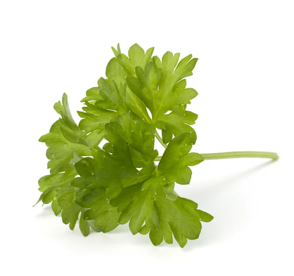 Parsley herb — Stock Photo, Image