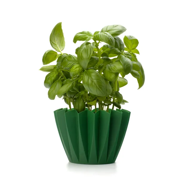 stock image Sweet basil leaves