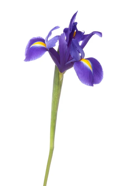 青いアイリスまたは blueflag の花 — ストック写真