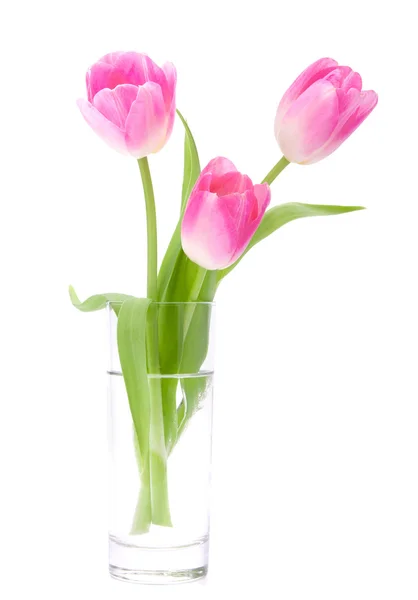 Pink tulips bouquet in vase isolated on white background — Stock Photo, Image